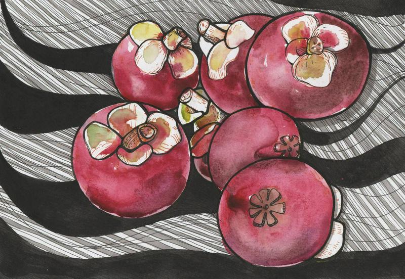 Sketch mangosteen 2 