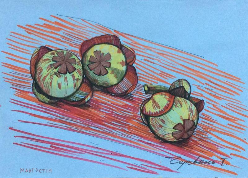 Sketch mangosteen 3